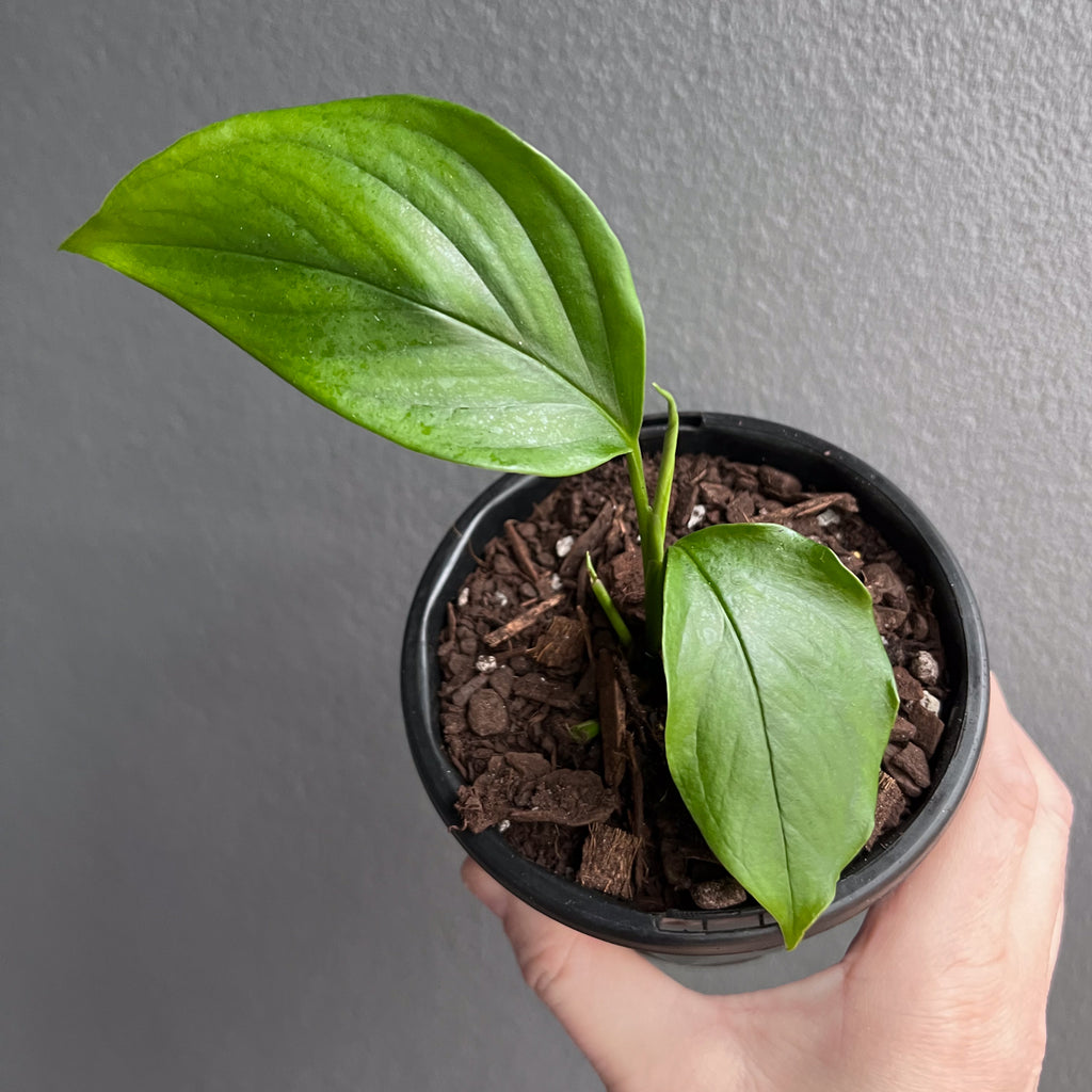 Person holding a potted Monstera acacoyaguensis with upright stems and defined split leaves showing mature growth. Trusted indoor plant shop Australia.