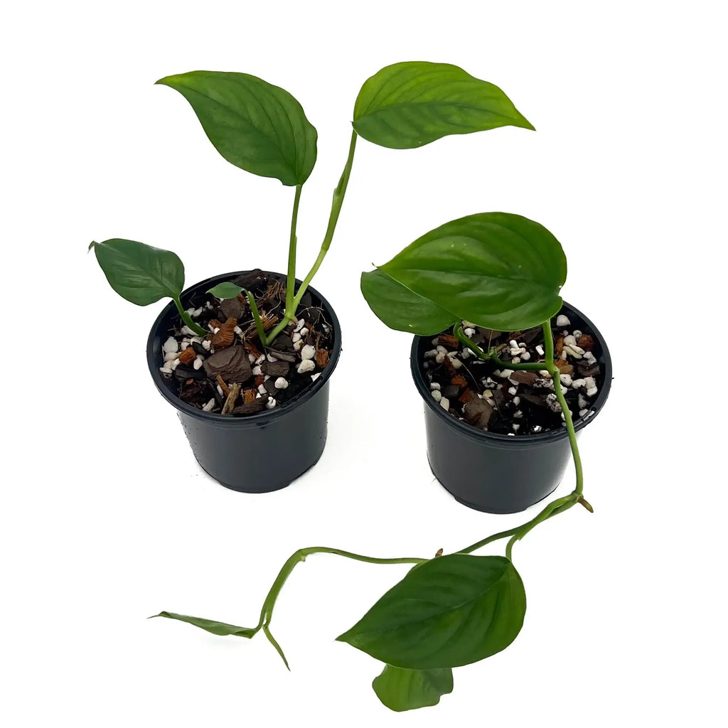 Two Monstera acacoyaguensis plants in black pots, showcasing deep green leaves, ideal for rare indoor plants Australia. Chalet Boutique, Australia.