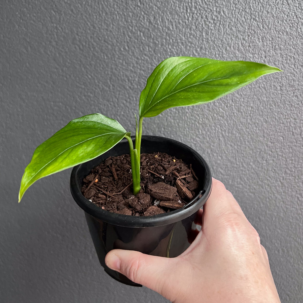 Top-down view of Monstera acacoyaguensis showing evenly spaced fenestrations and strong midrib across deep green foliage.