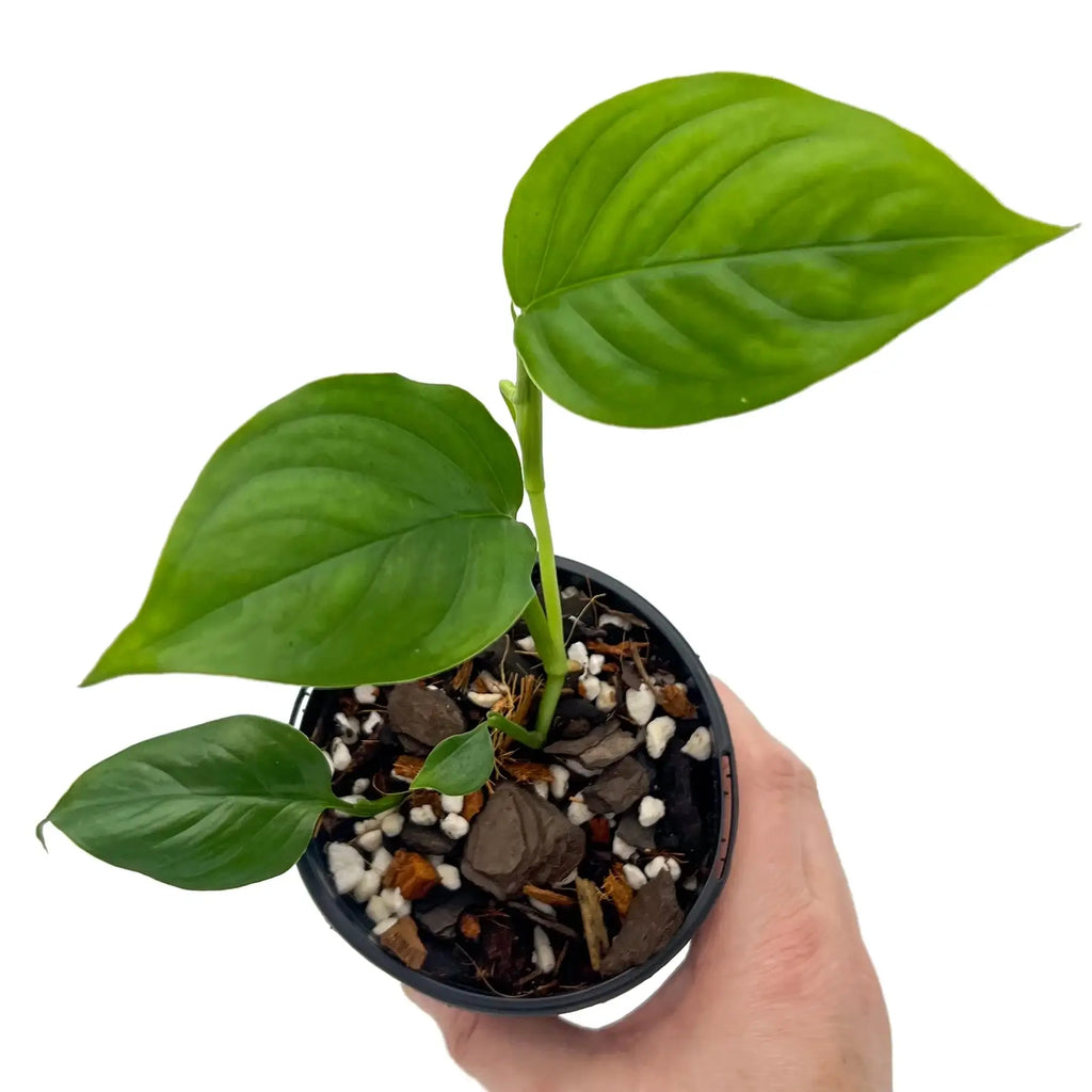 Hand holding a healthy Monstera acacoyaguensis plant with deep green leaves, perfect for indoor plant collectors. Chalet Boutique, Australia.