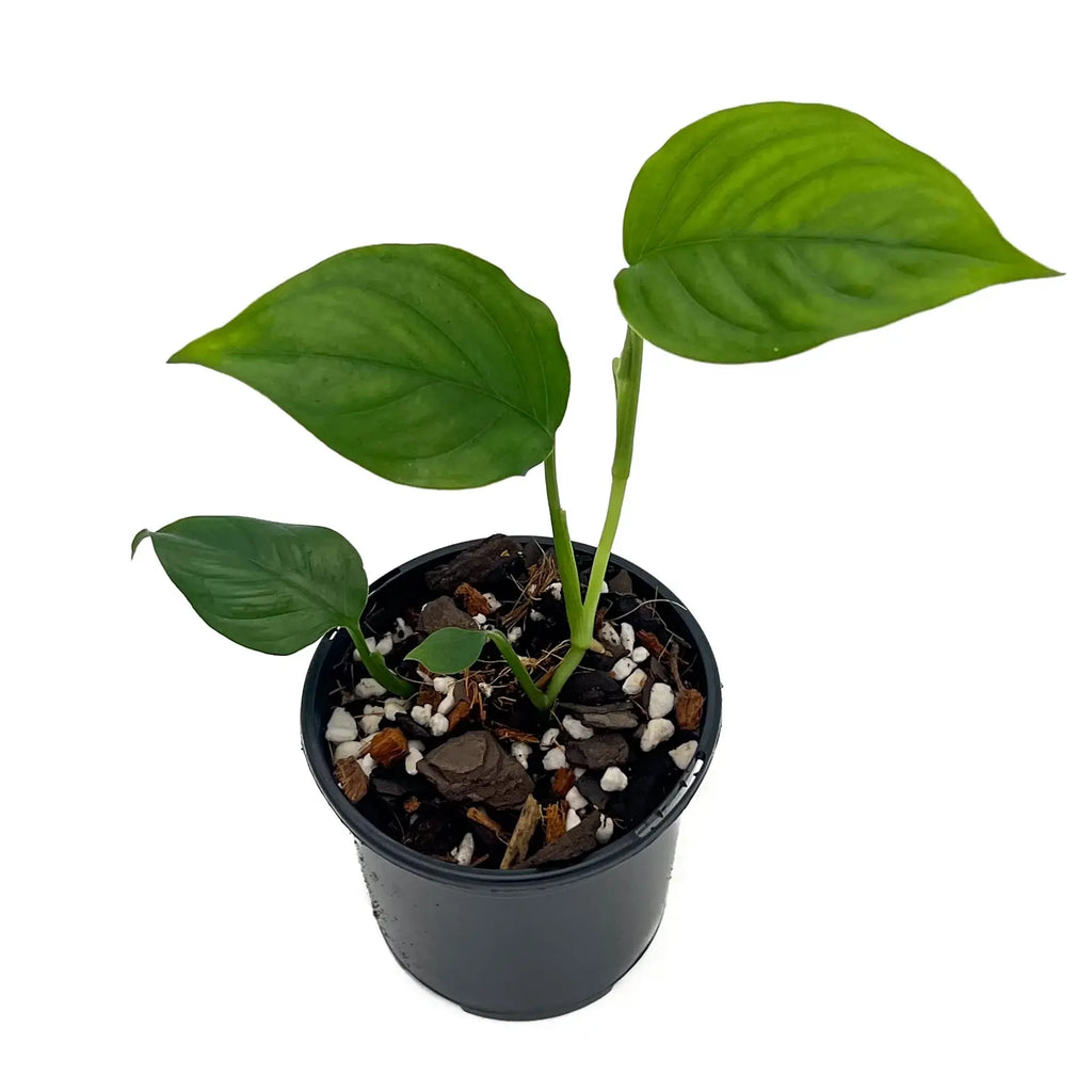 Monstera acacoyaguensis in a black pot showcasing deep green leaves, perfect for indoor plant lovers. Chalet Boutique, Australia.