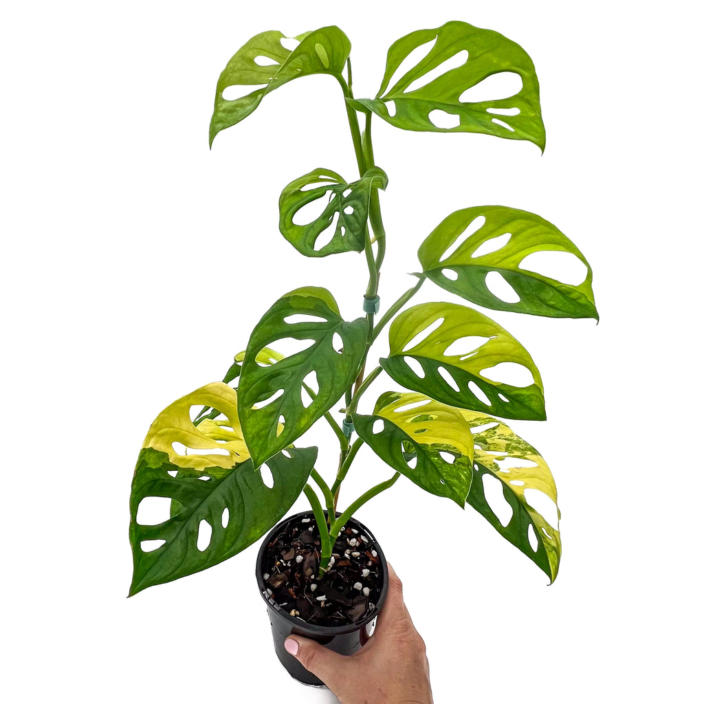 Monstera Adansonii 'Monkey Mask' Aurea Variegated plant with unique leaves in a pot, available for online purchase in Australia.