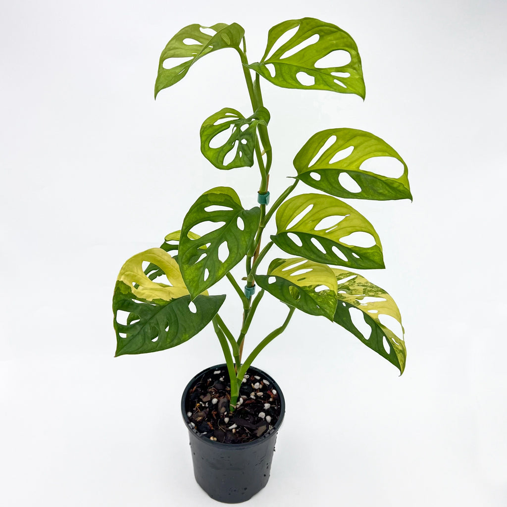 Monstera Adansonii 'Monkey Mask' Aurea Variegated in a pot, showcasing rare variegated leaves ideal for indoor plants.