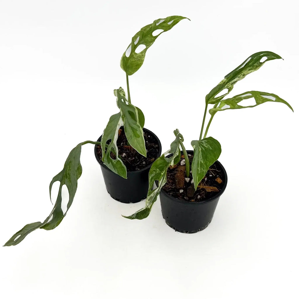 Monstera adansonii Mottled Mint Variegated plant in black pots, showcasing unique foliage with oblong holes. Chalet Boutique, Australia.