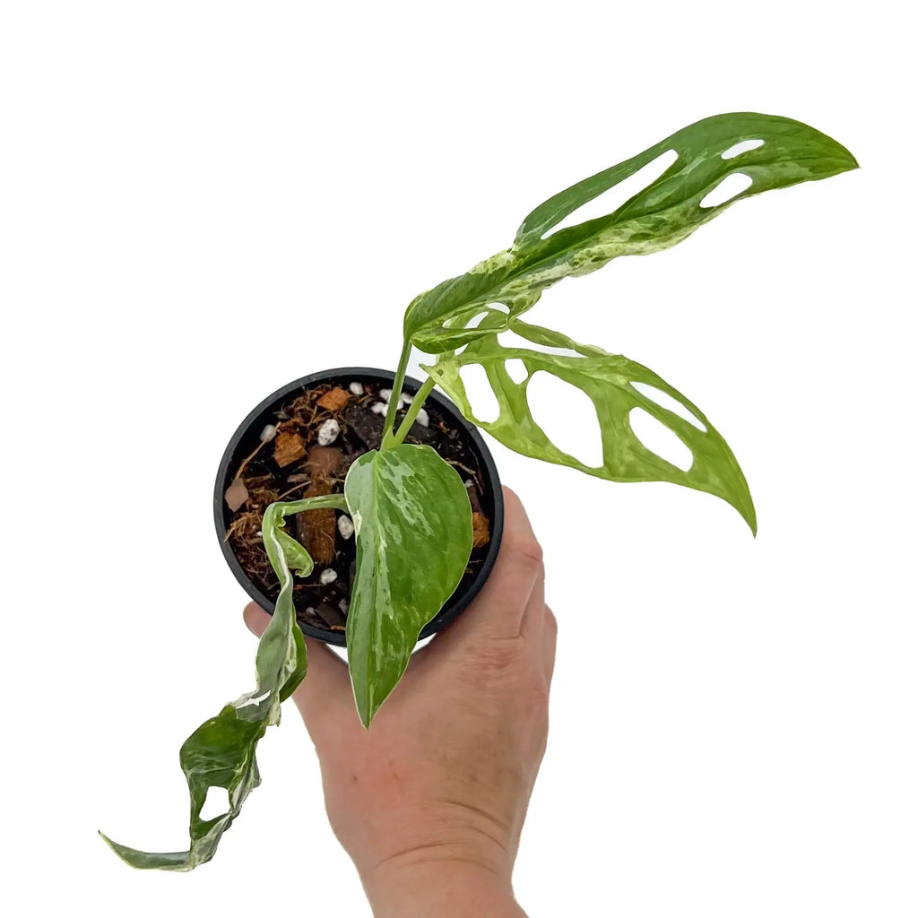 Person holding a Monstera adansonii Mottled Mint Variegated plant in a pot, showcasing unique variegation and holes. Chalet Boutique, Australia.