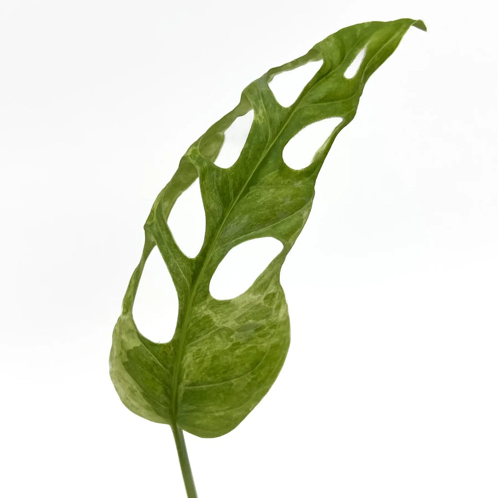 Mottled mint variegated Monstera adansonii leaf with unique holes, perfect for indoor plant enthusiasts. Chalet Boutique, Australia.