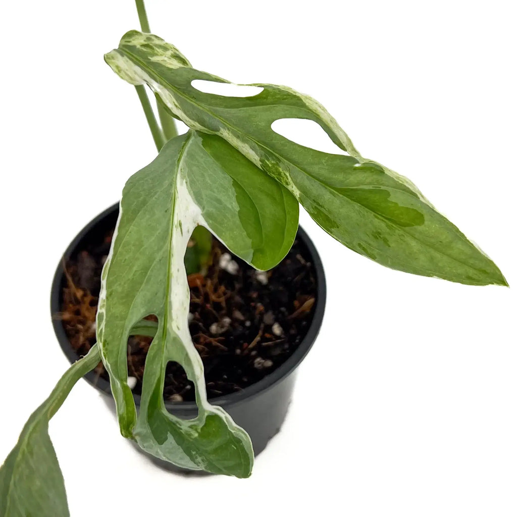 Monstera adansonii Mottled Mint Variegated plant with distinctive green and mint leaves, available at Chalet Boutique, Australia.