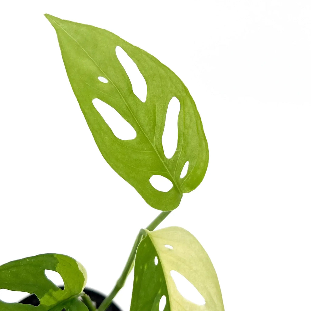 Variegated Monstera adansonii leaf showcasing unique cuts and vibrant green colour, perfect for indoor plant enthusiasts. Chalet Boutique, Australia.