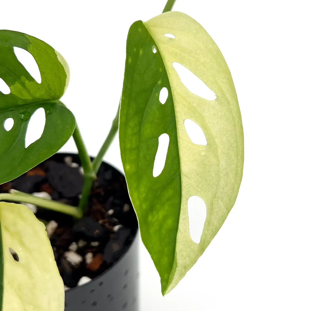 Close-up of Monstera adansonii Variegated leaves showcasing unique variegation, available at Chalet Boutique, Australia.