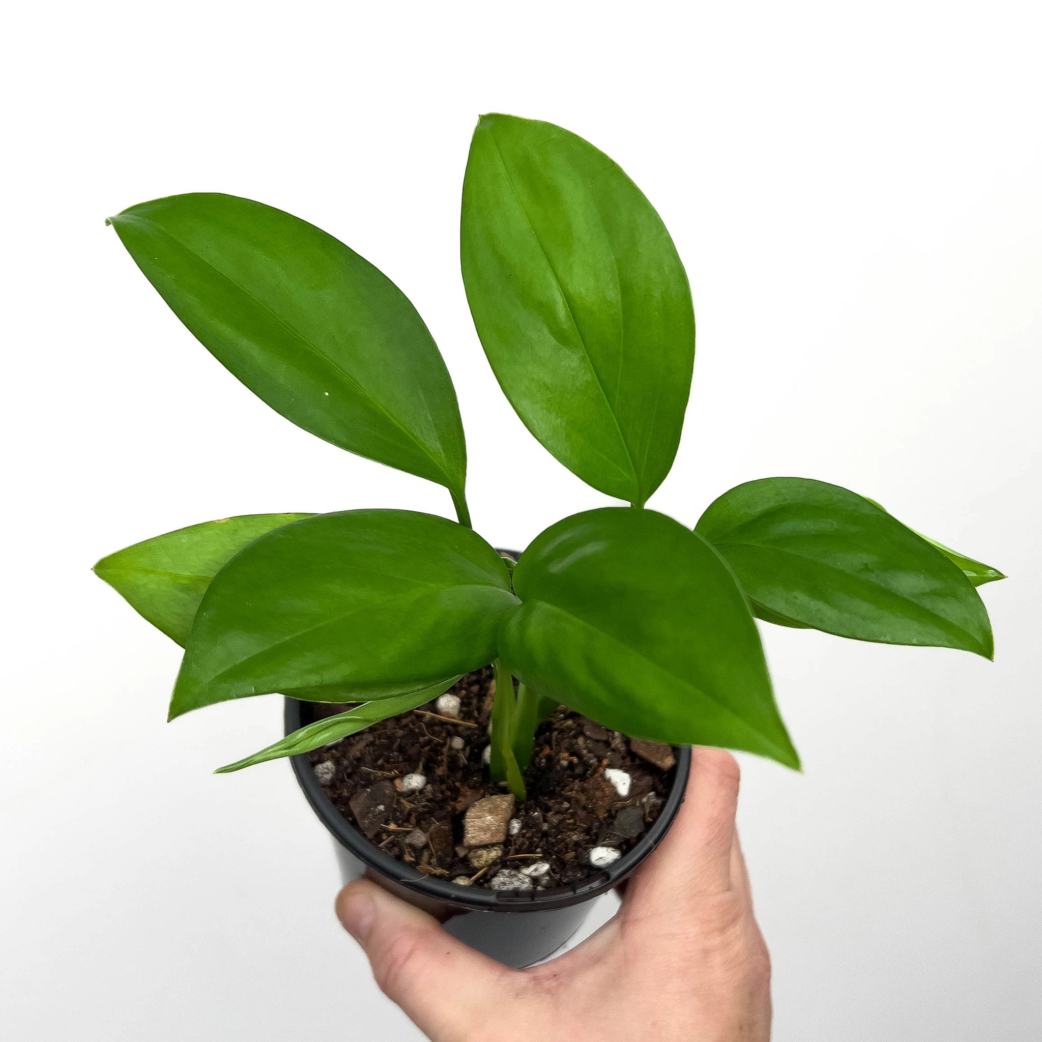 Buy Rare Monstera klotzschiana Online