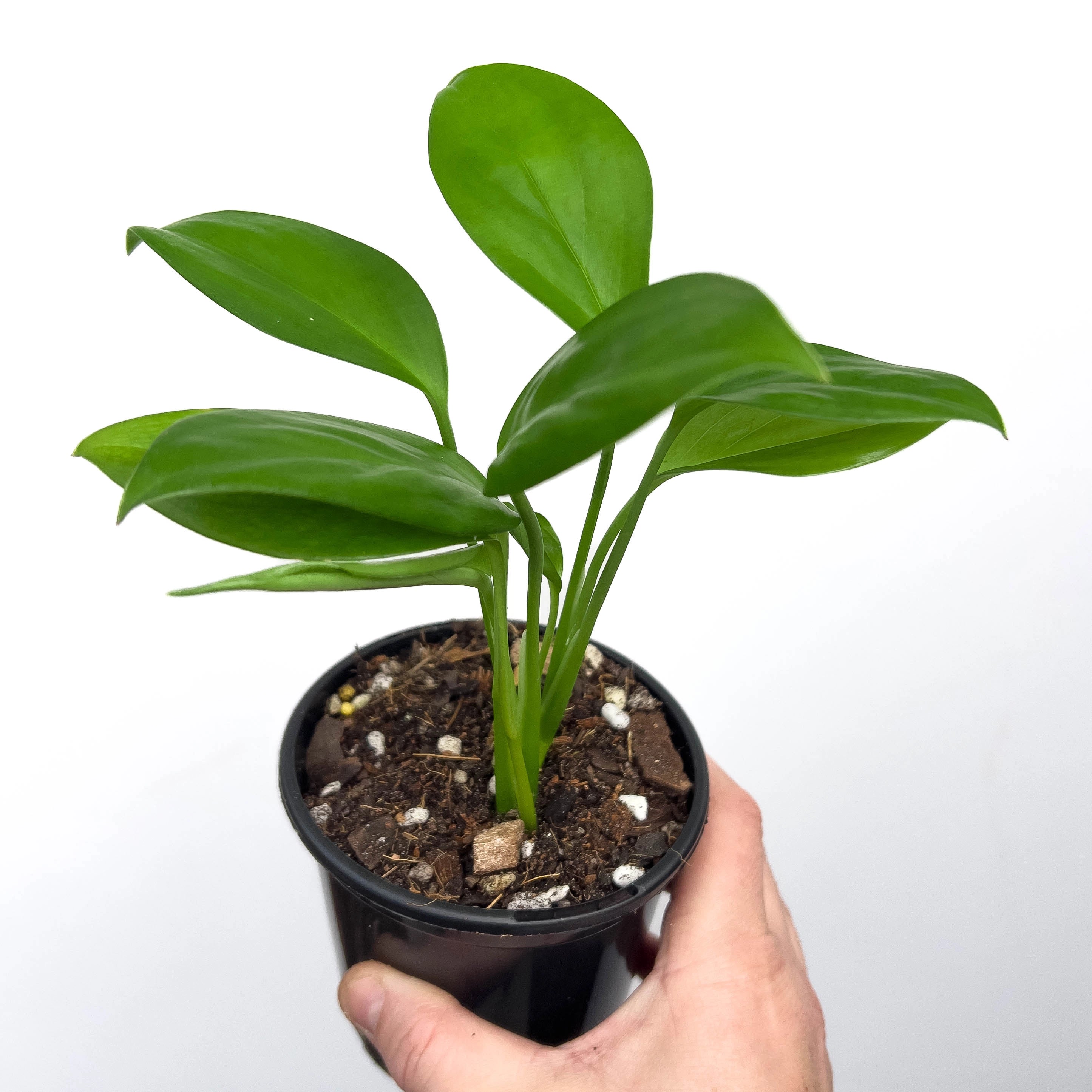 monstera adansonii klotzschiana Buy Rare Monstera klotzschiana Online