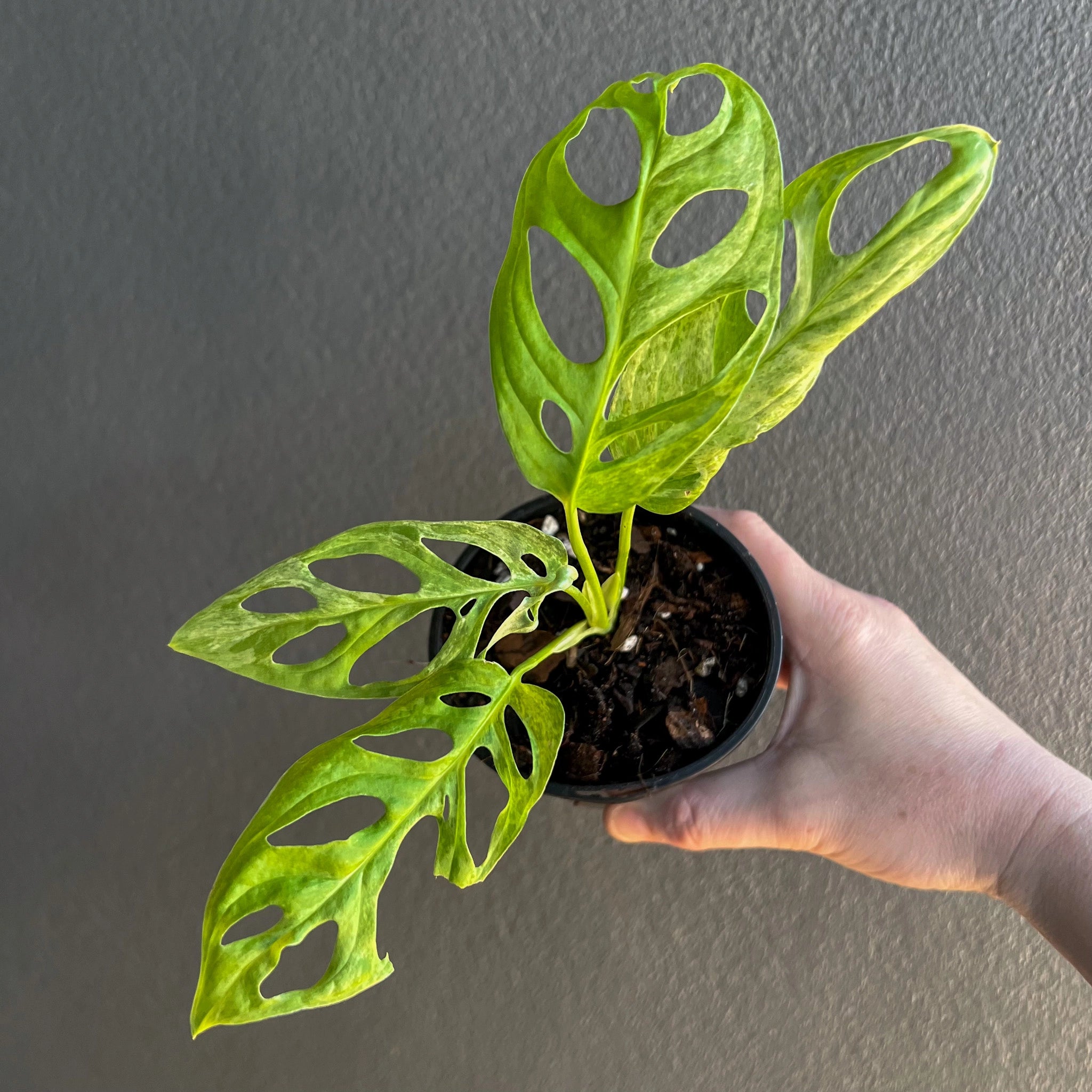 variegated monstera adansonii australia Monstera adansonii Mottled Mint Variegated