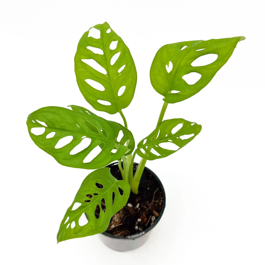Monstera Adansonii 'Monkey Mask' in a pot, featuring unique fenestrated leaves. Buy rare indoor plants online at Chalet Boutique, Australia.