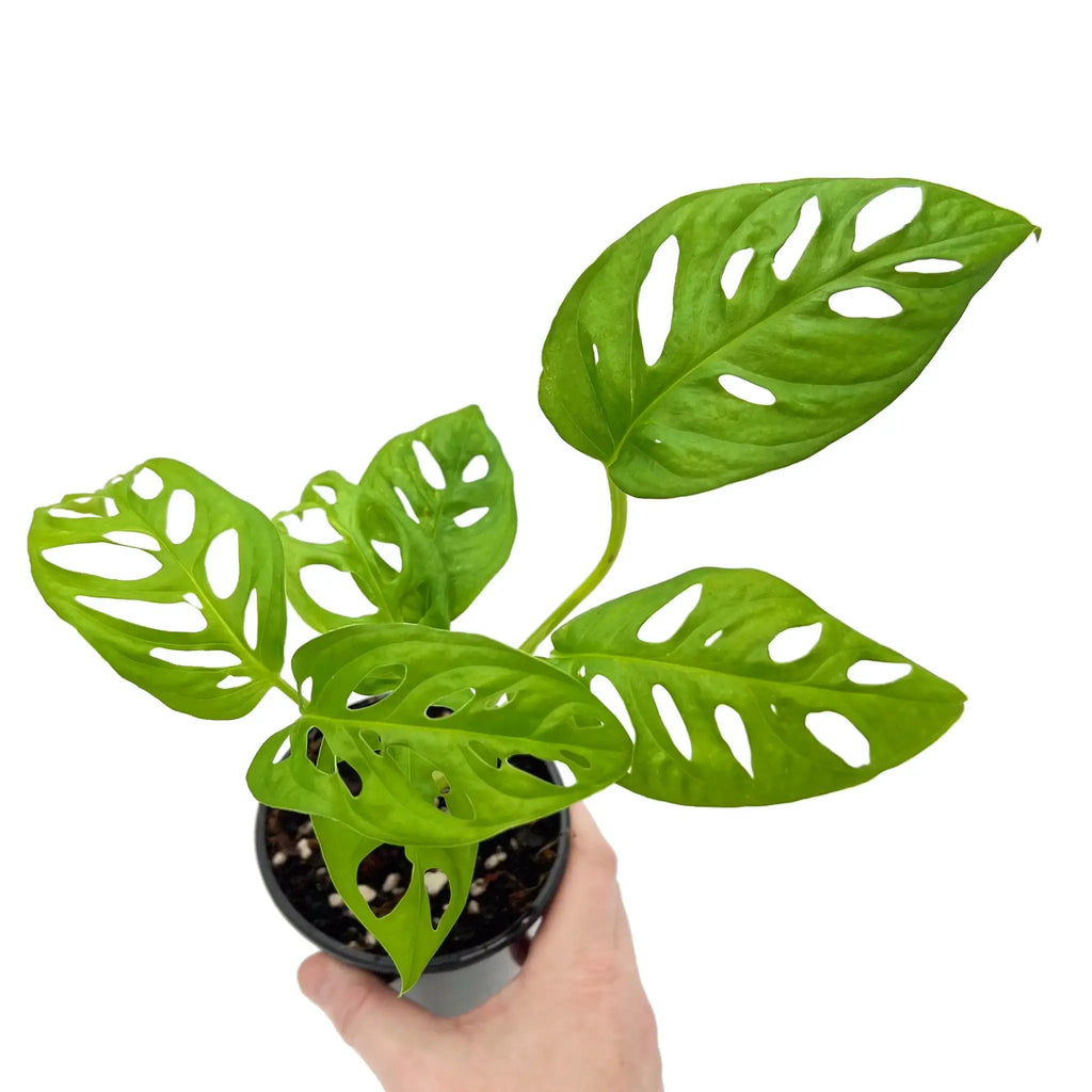 Monstera Adansonii 'Monkey Mask' with striking fenestrations, perfect for indoor plant lovers. Buy rare plants online at Chalet Boutique, Australia.