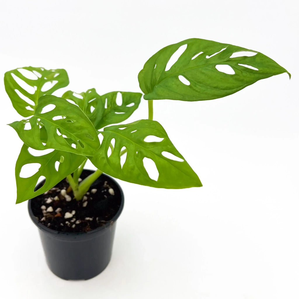 Monstera adansonii 'Monkey Mask' with distinct fenestrated leaves in nursery pot, popular rare indoor plant. Chalet Boutique, Australia.