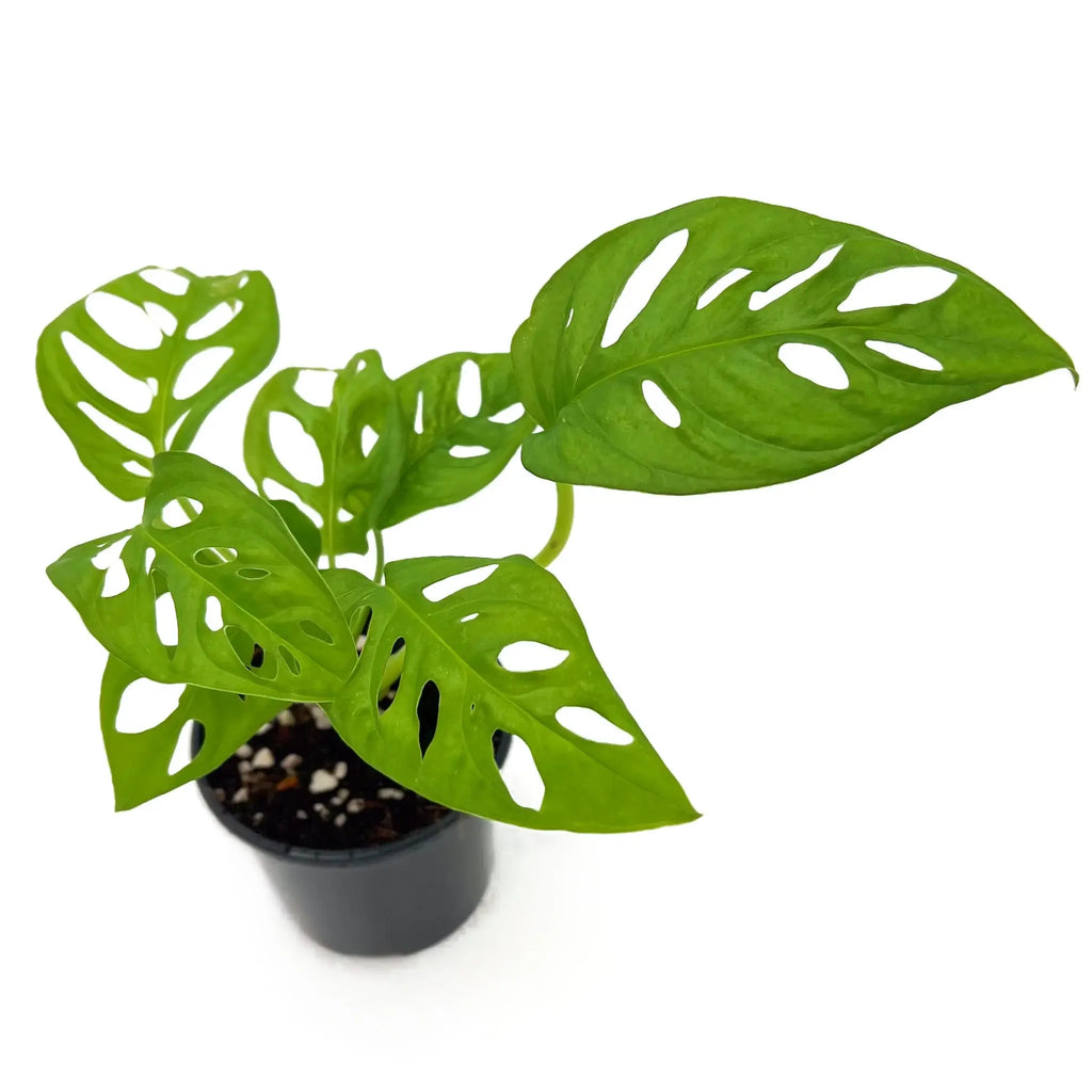 Monstera Adansonii 'Monkey Mask' with unique fenestrated leaves in a pot, perfect for indoor plants. Chalet Boutique, Australia.