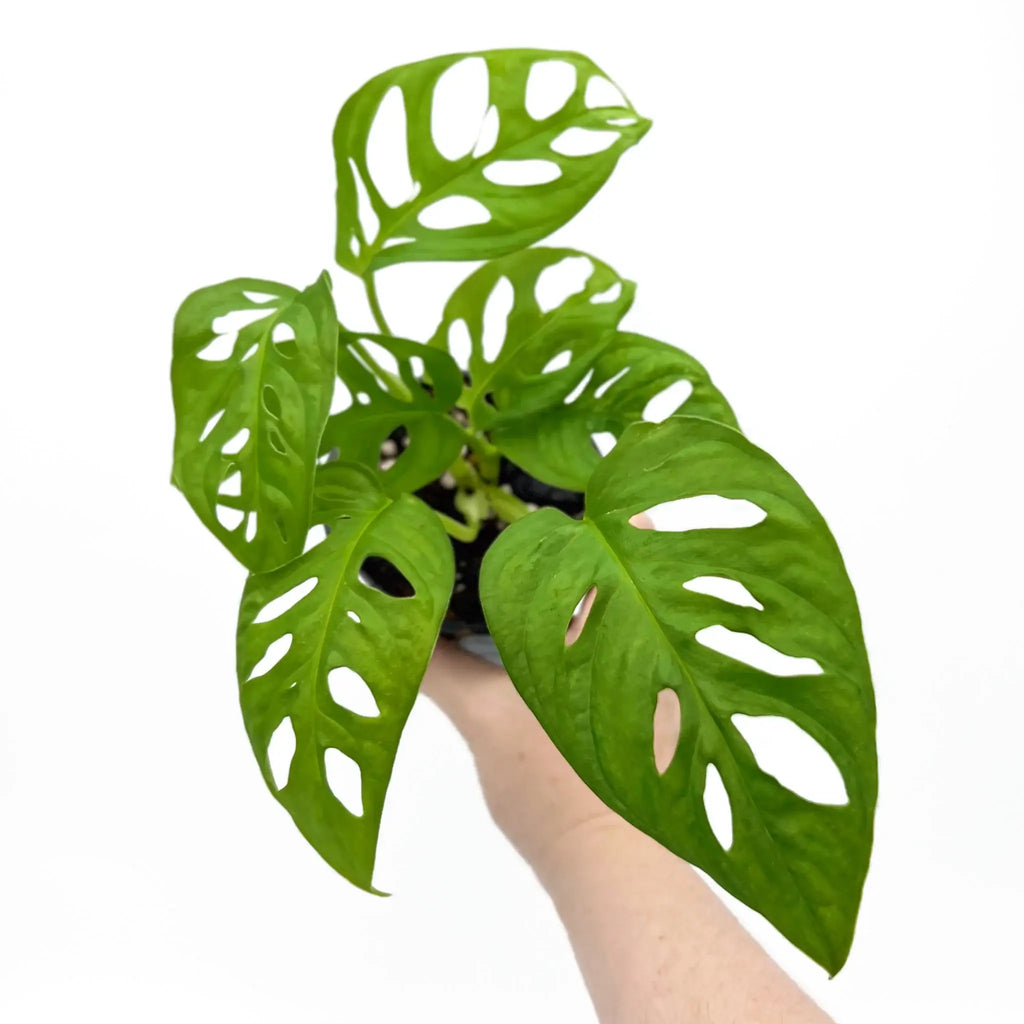 Monstera Adansonii 'Monkey Mask' with unique fenestrated leaves, perfect for indoor plant enthusiasts. Chalet Boutique, Australia.