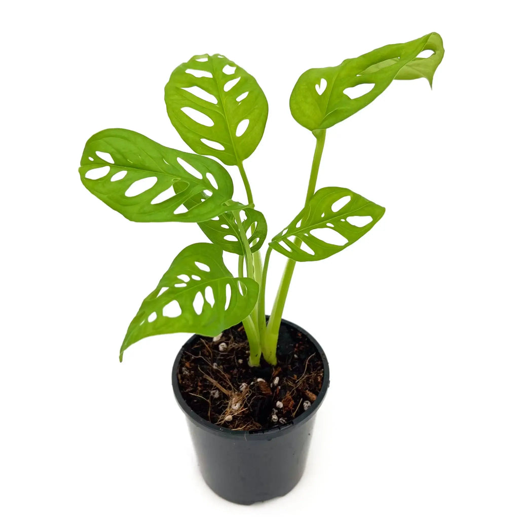 Monstera Adansonii 'Monkey Mask' in a pot, showcasing unique fenestrated leaves. Buy rare indoor plants online at Chalet Boutique, Australia.