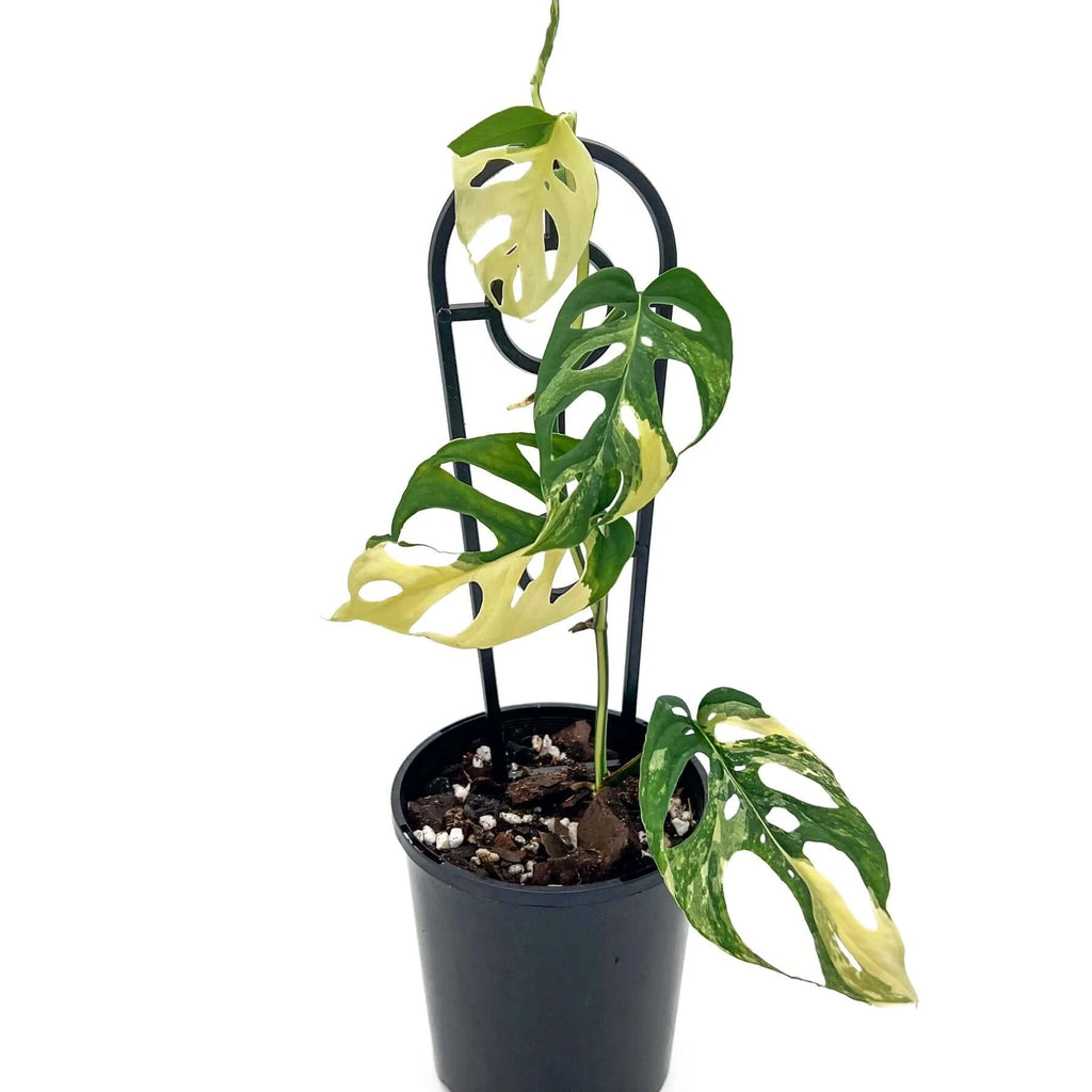 Monstera adansonii Variegated | Indoor Plant | Chalet Boutique - Australia