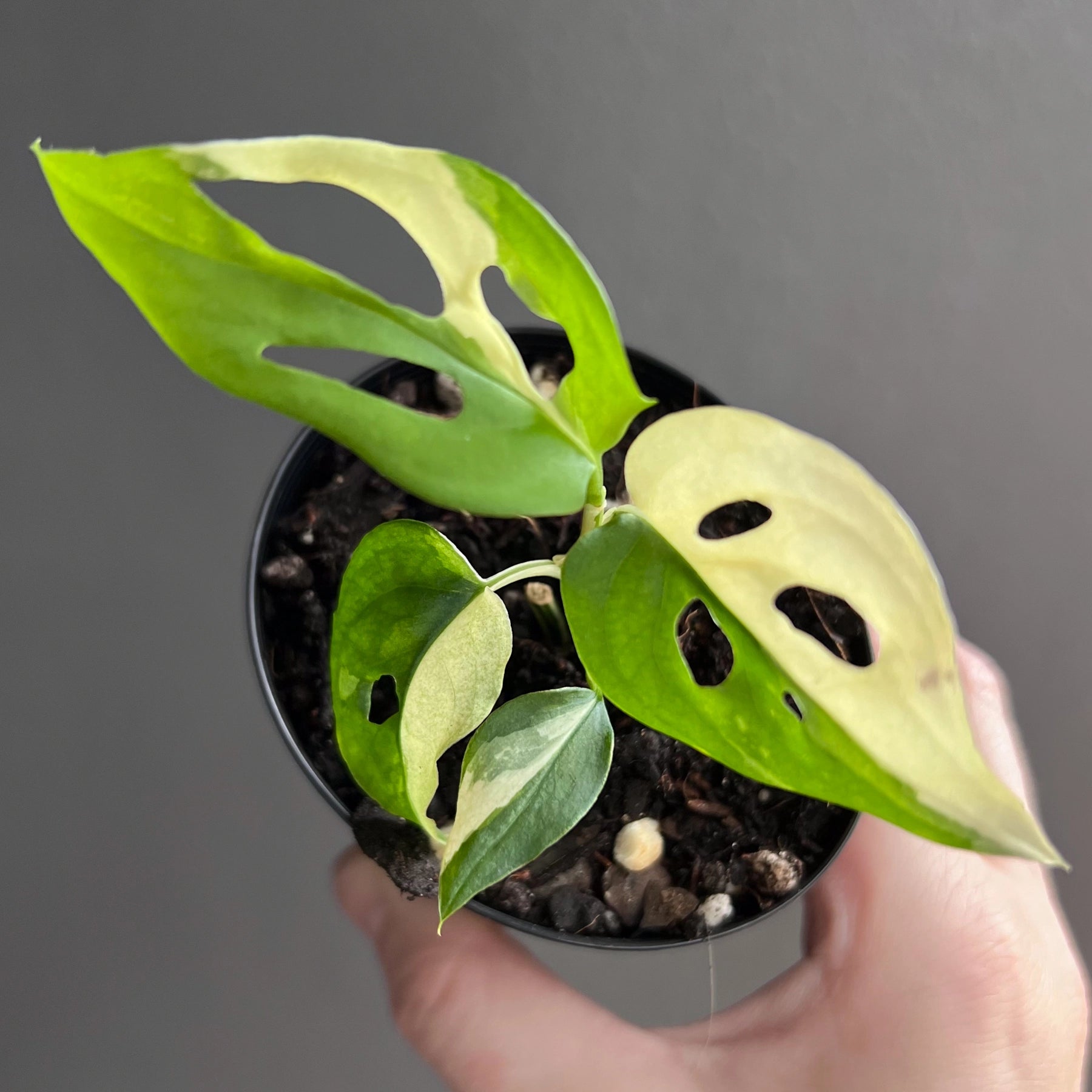 variegated monstera adansonii australia Buy Rare Monstera adansonii Variegated Online