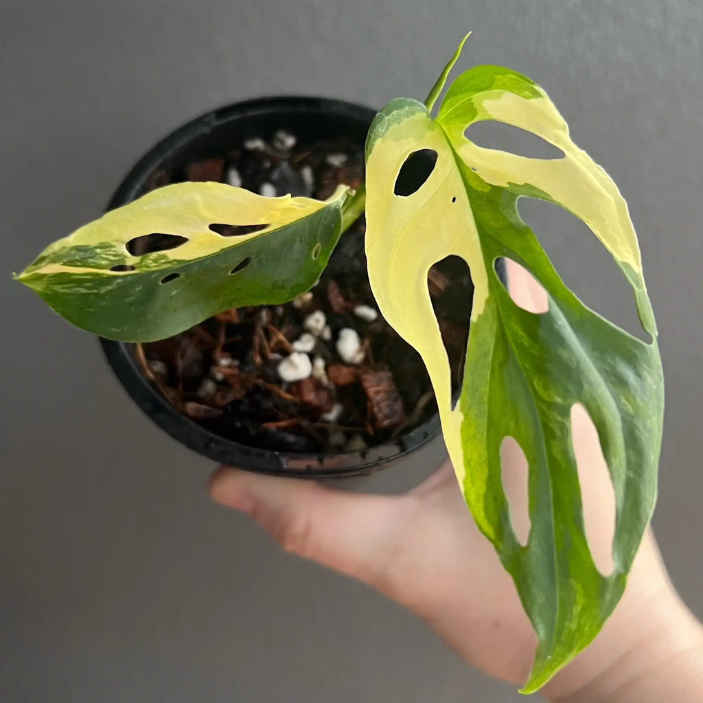 Variegated Monstera adansonii plant showcasing unique leaves, available for purchase at Chalet Boutique, Australia.