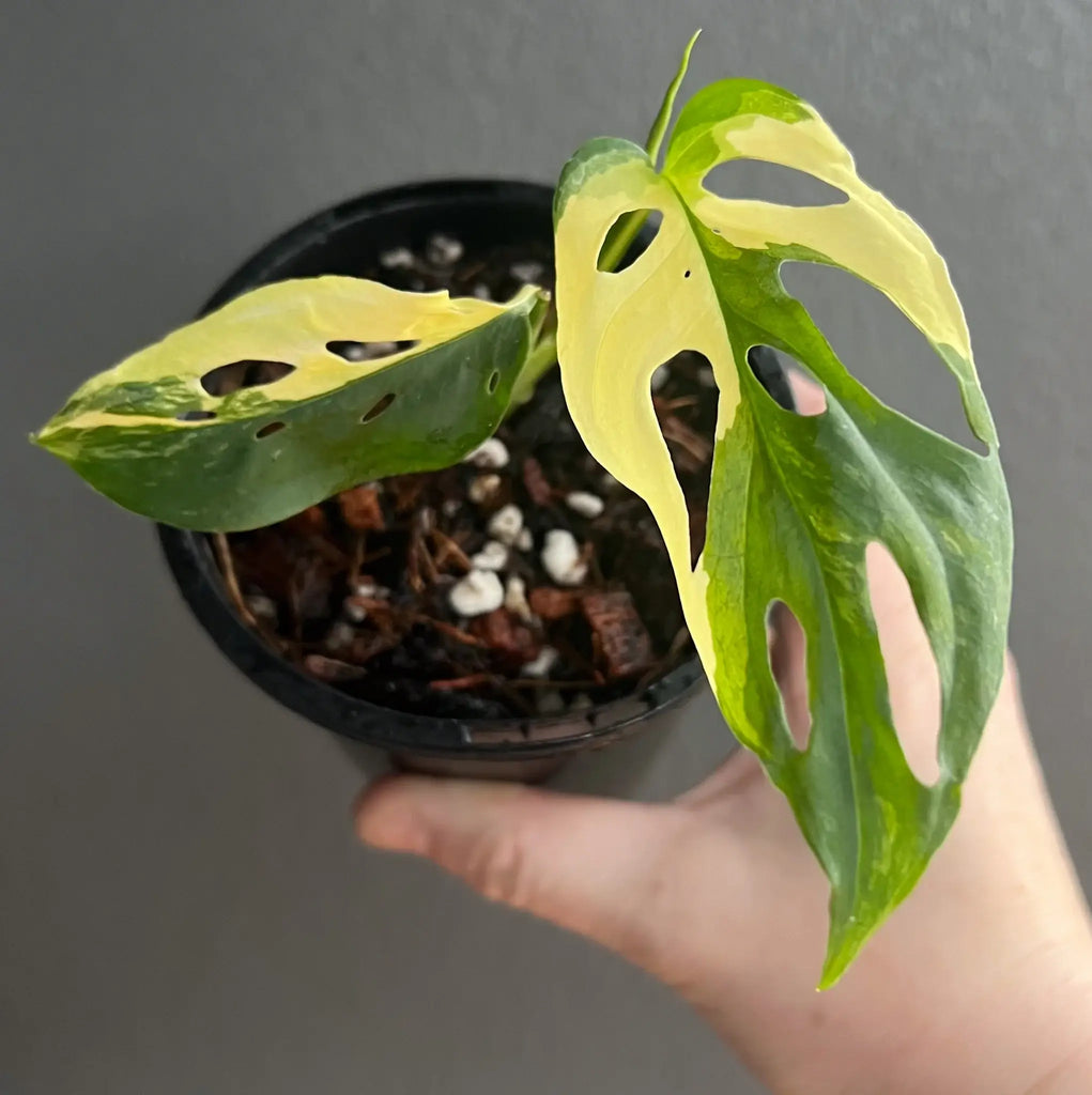 Rare Monstera adansonii Variegated plant in hand, showcasing striking variegation, ideal for indoor plant lovers. Chalet Boutique, Australia.