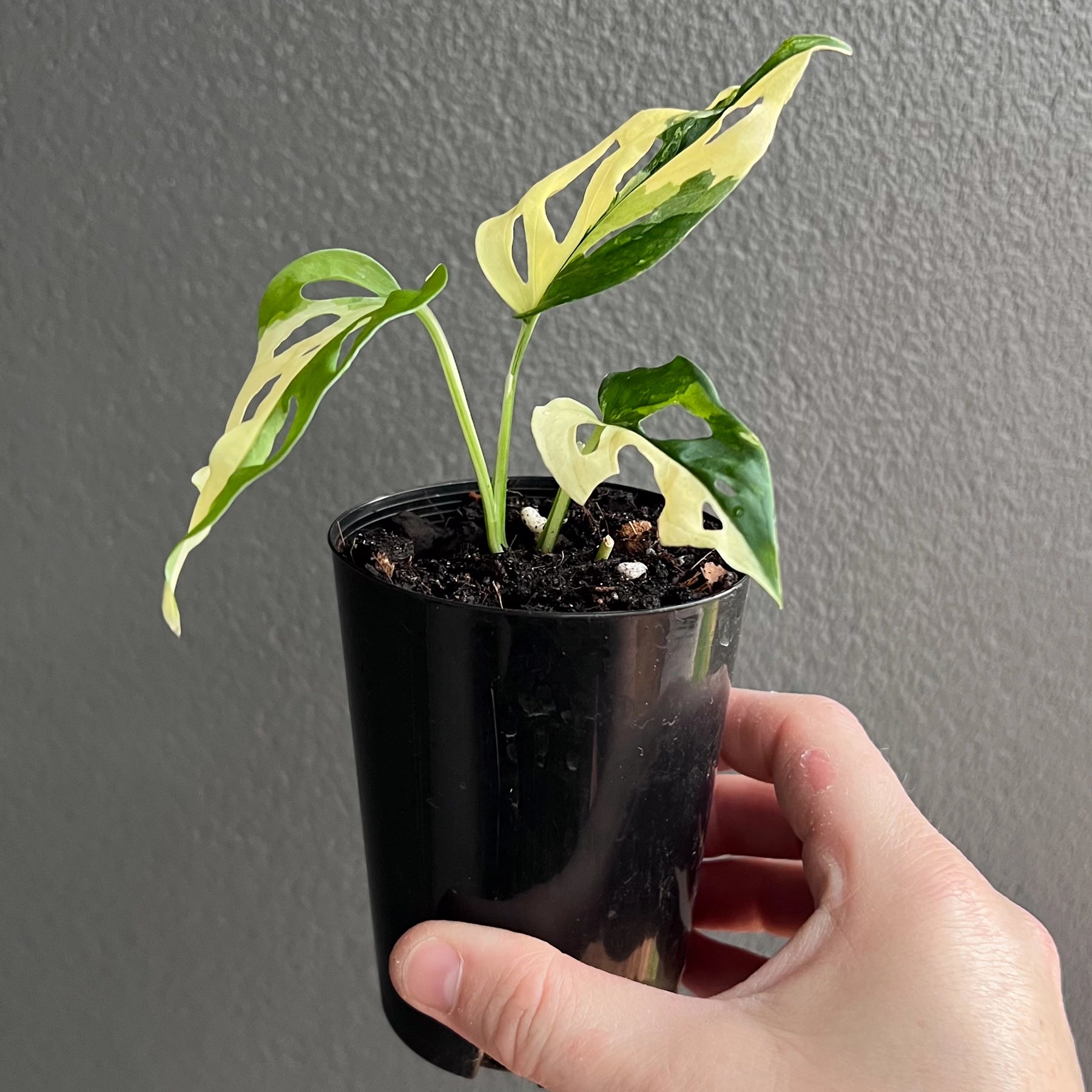 variegated monstera adansonii australia Buy Rare Monstera adansonii Variegated Online