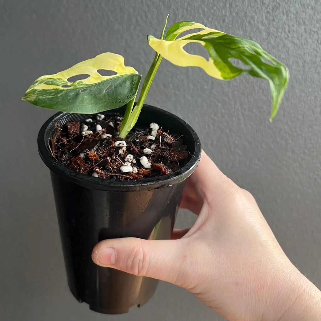 Hand holding a Monstera adansonii Variegated plant in a black pot, showcasing unique variegated leaves. Chalet Boutique, Australia.