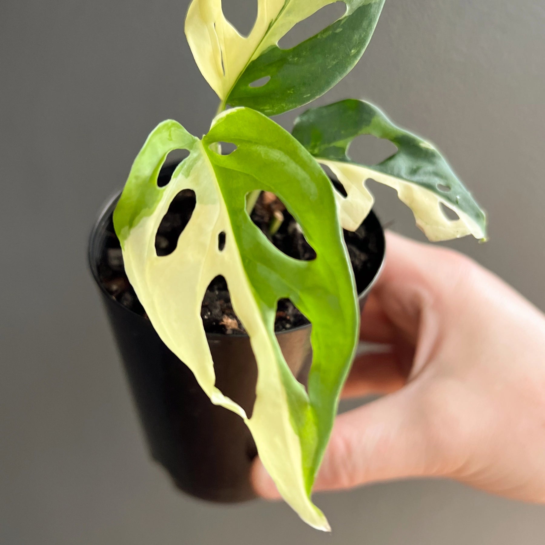 monstera adansonii archipelago for sale Buy Rare Monstera adansonii Variegated Online