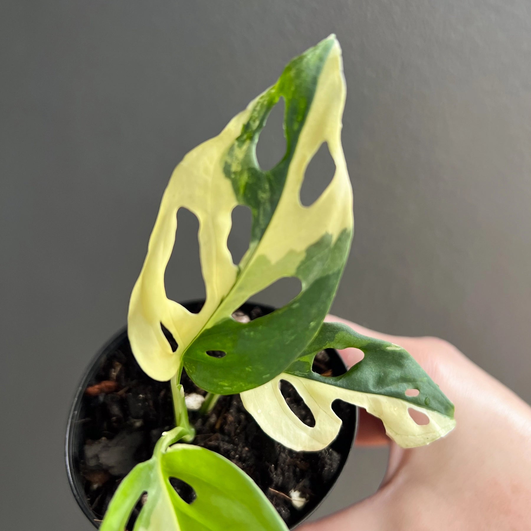 Buy Rare Monstera adansonii Variegated Online