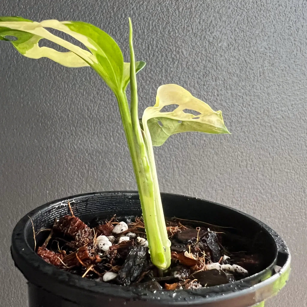 Variegated Monstera adansonii in pot, showcasing unique foliage, rare indoor plant from Chalet Boutique, Australia.
