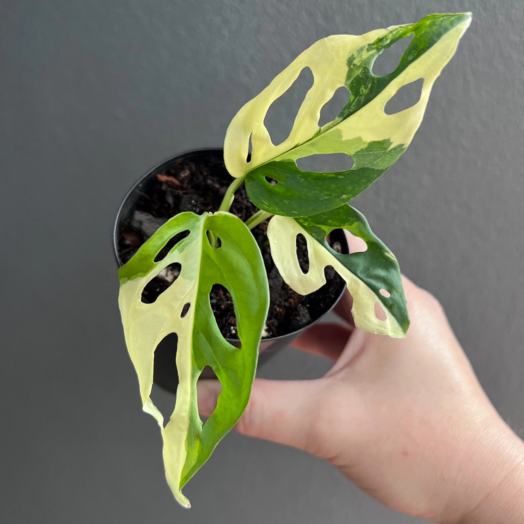variegated monstera adansonii for sale Buy Rare Monstera adansonii Variegated Online