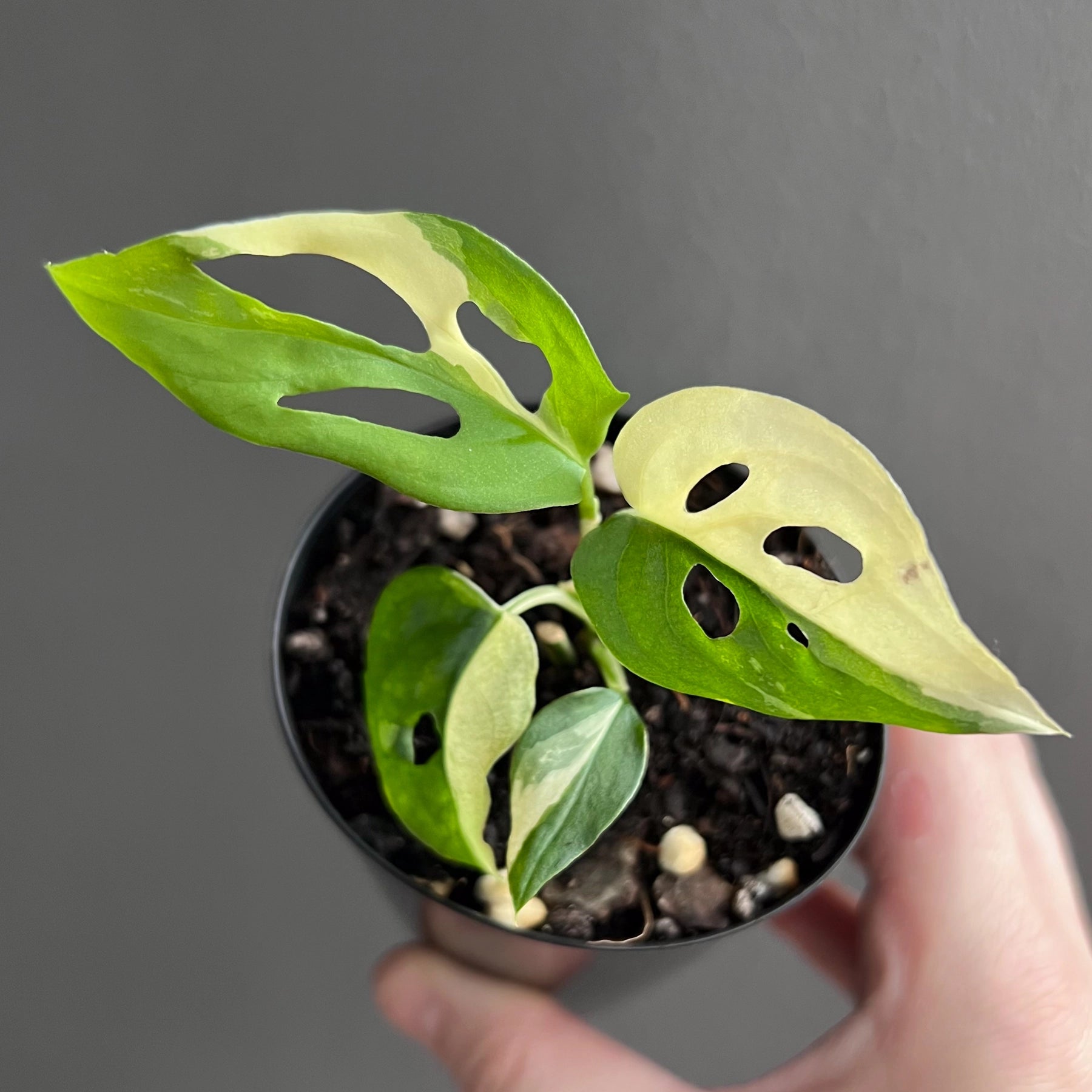 monstera adansonii variegata ebay Buy Rare Monstera adansonii Variegated Online