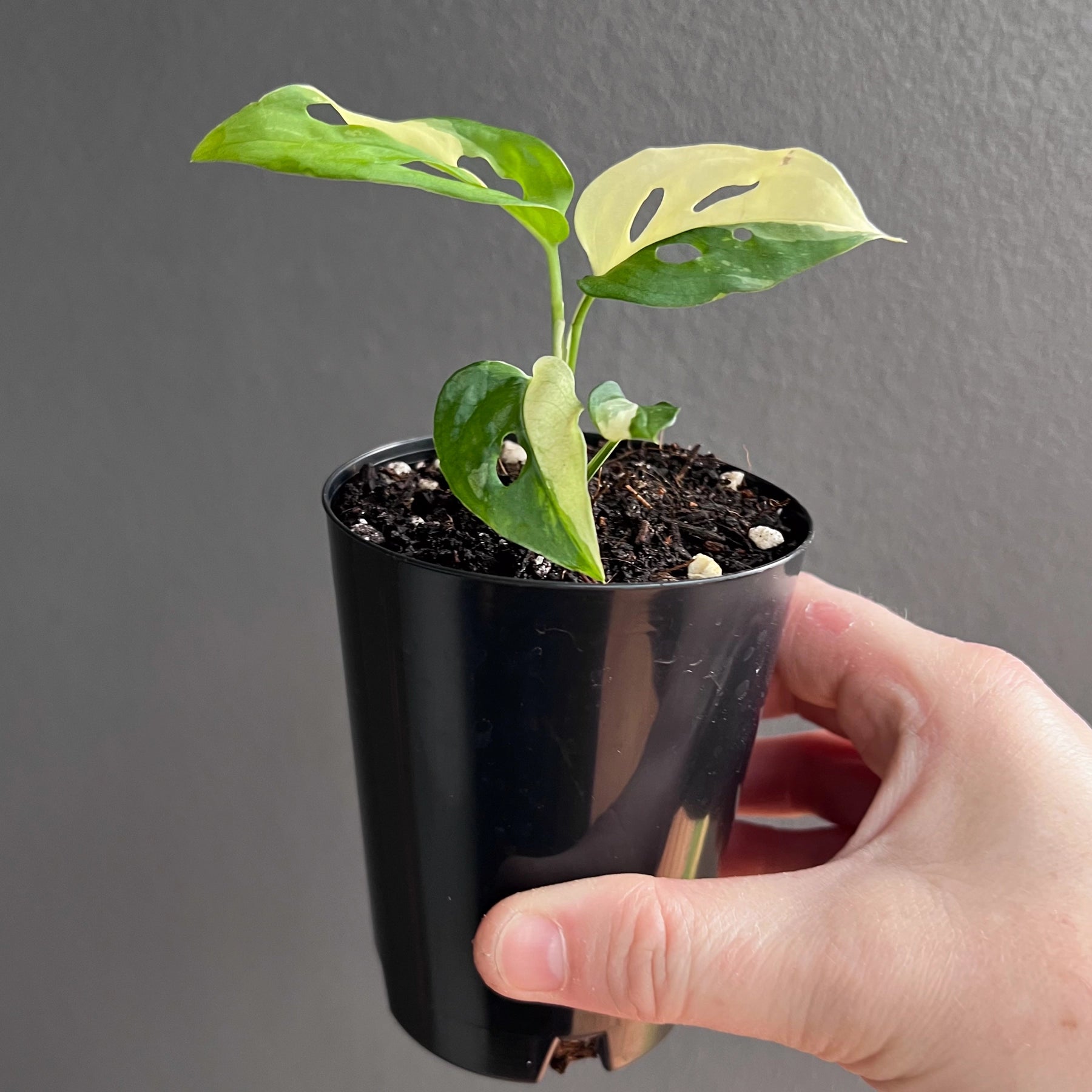 Buy Rare Monstera adansonii Variegated Online