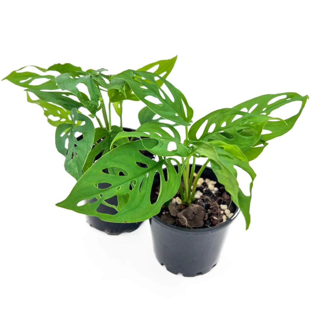 Monstera Adansonii in nursery pots showcasing unique fenestrated leaves, perfect for indoor plants enthusiasts. Chalet Boutique, Australia.