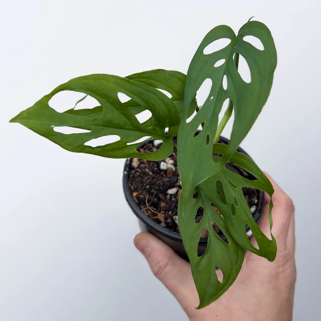 monstera adansonii reddit Monstera adansonii