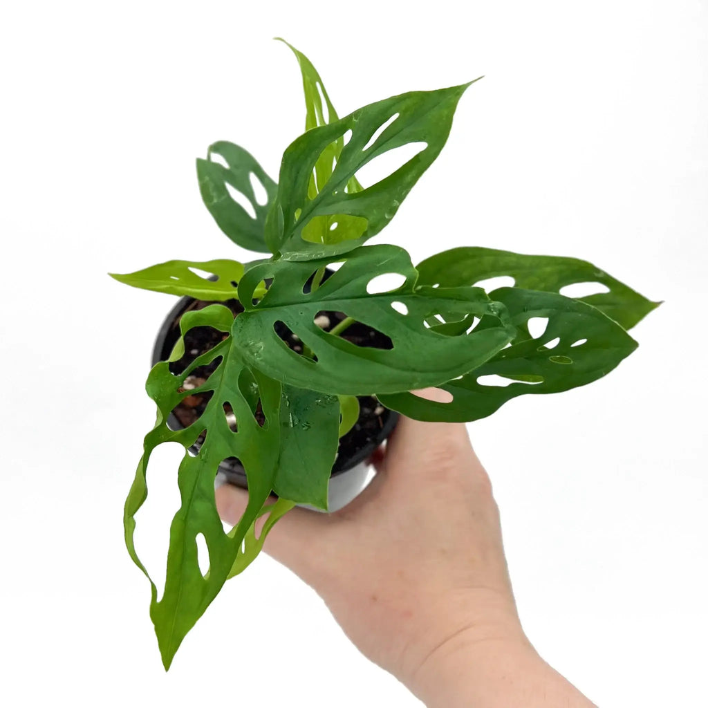Monstera Adansonii in hand, showcasing its unique Swiss Cheese leaves; rare indoor plant available at Chalet Boutique, Australia.