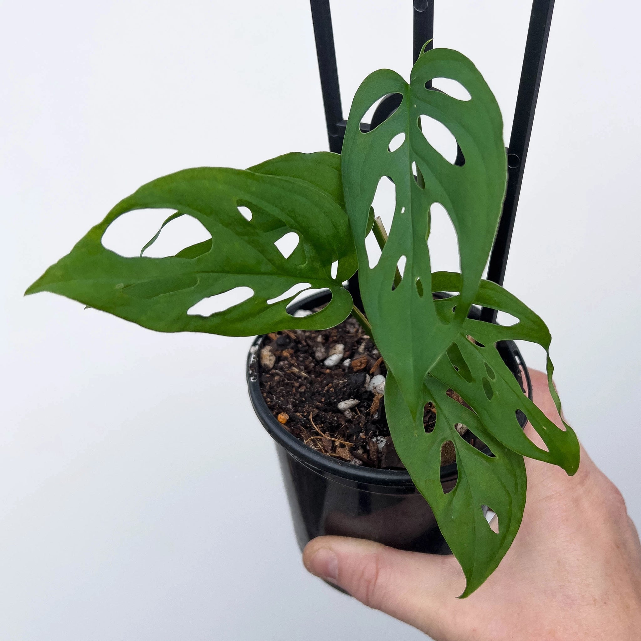 Monstera adansonii