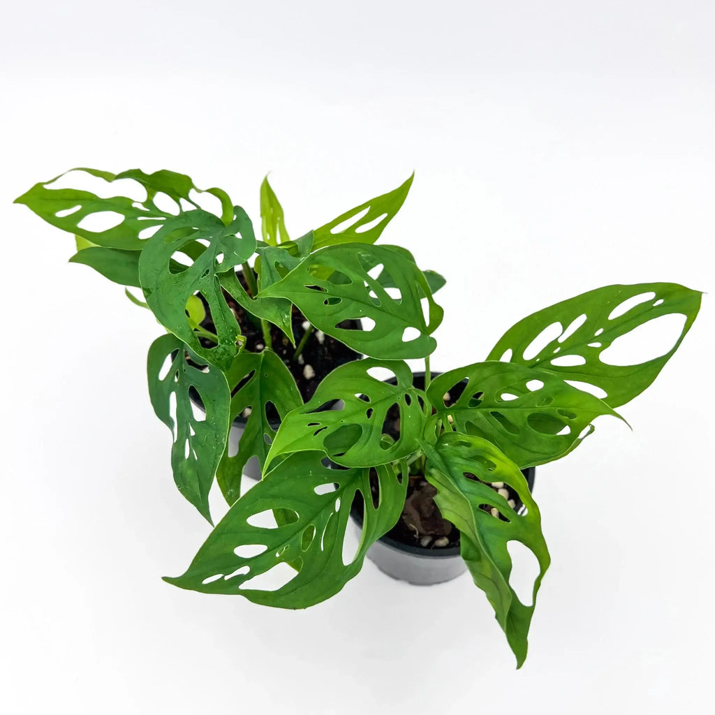 Monstera Adansonii plant with unique fenestrated leaves in a 10cm nursery pot, perfect for indoor gardens. Chalet Boutique, Australia.