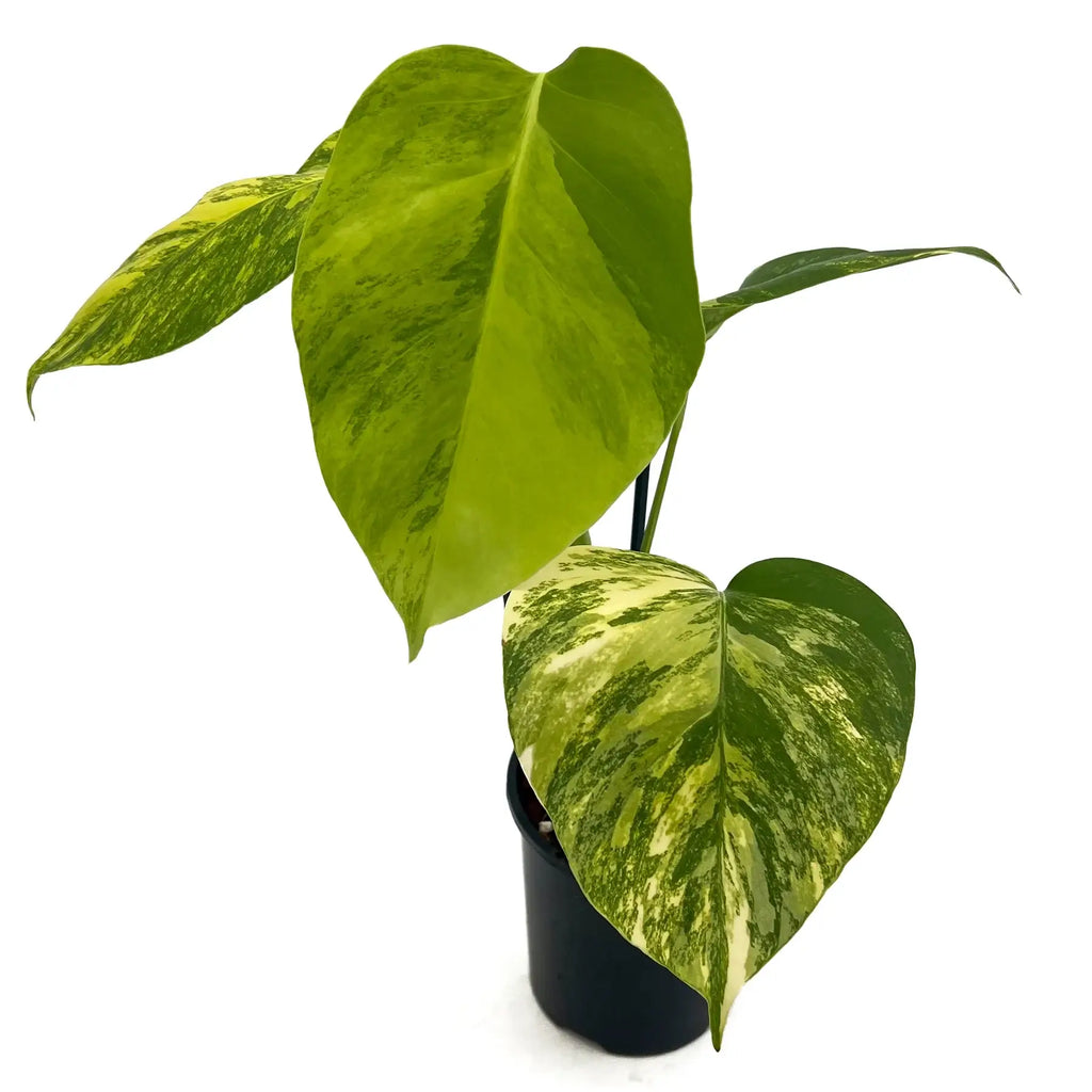 Monstera deliciosa borsigiana 'Aurea' Variegated plant showcasing golden variegated leaves, ideal for indoor settings. Chalet Boutique, Australia.