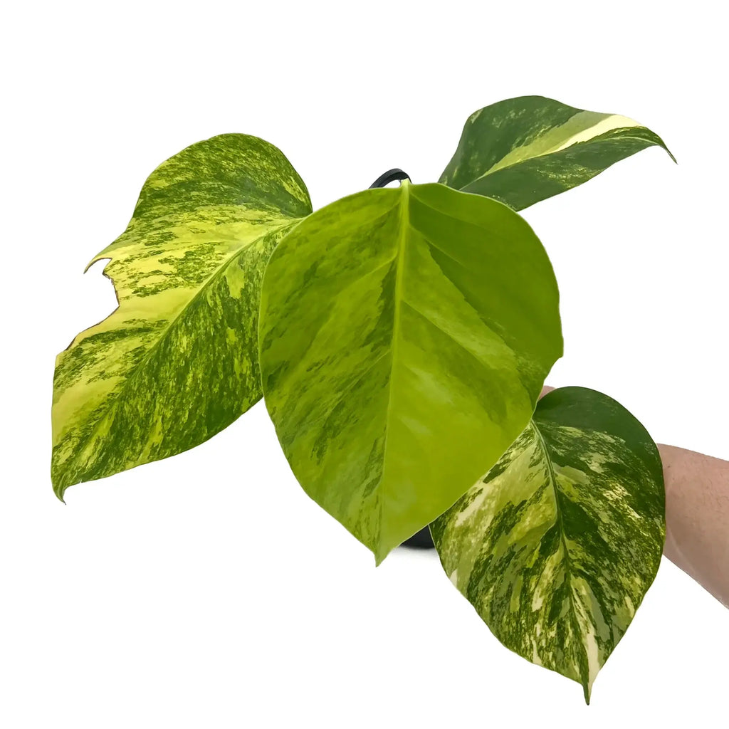 Variegated Monstera deliciosa borsigiana 'Aurea' with golden leaves, a unique indoor plant from Chalet Boutique, Australia.