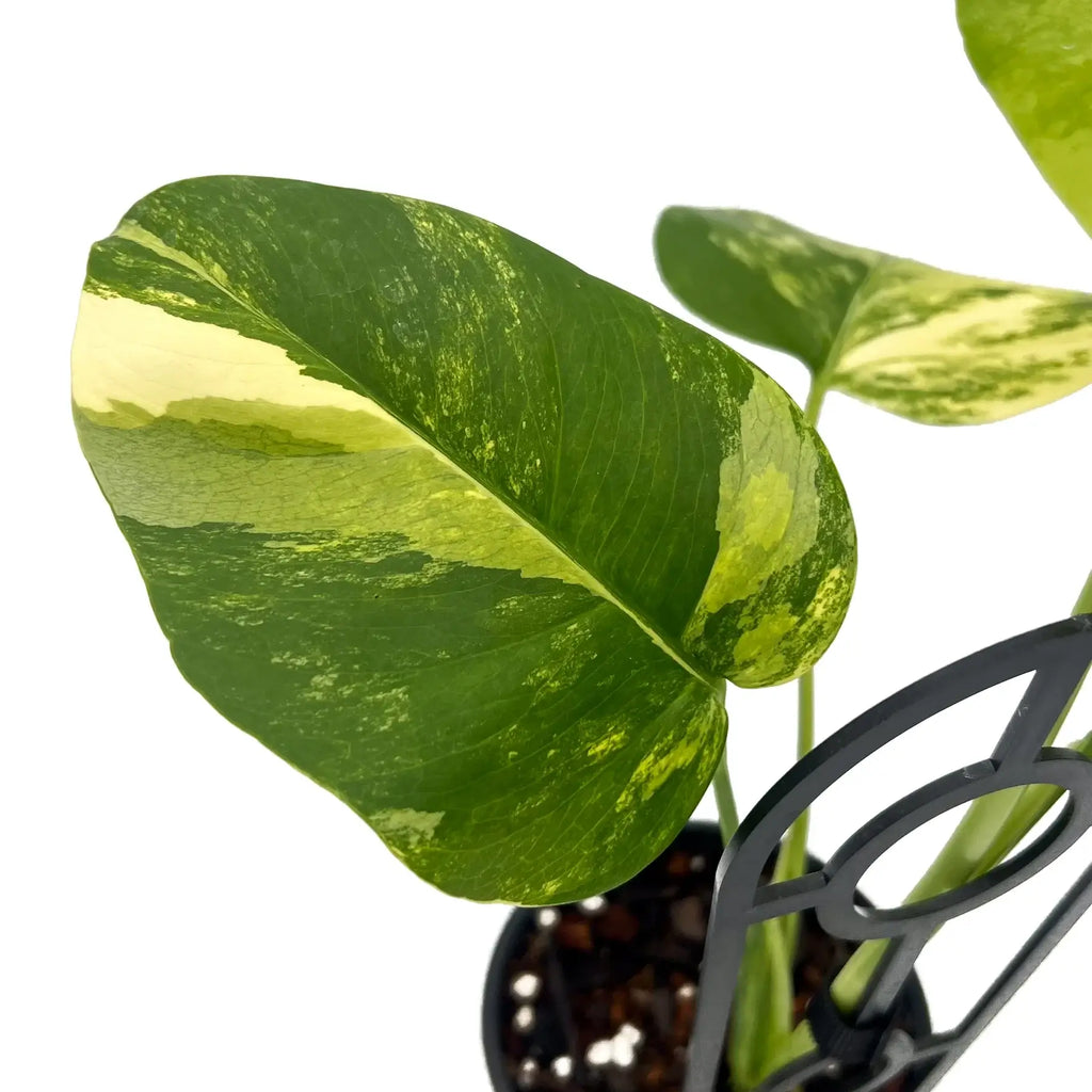 Close-up of Monstera deliciosa borsigiana 'Aurea' variegated leaves showcasing golden variegation. Chalet Boutique, Australia.