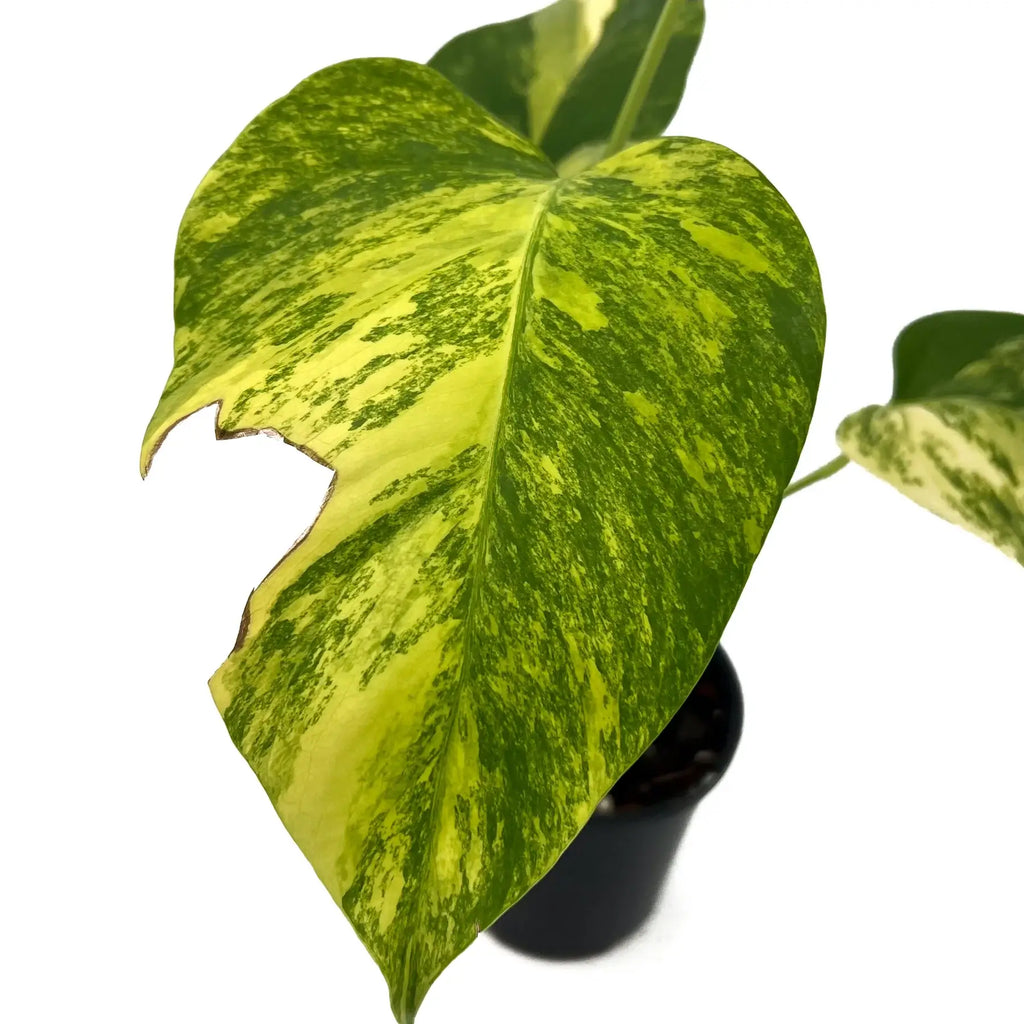 Golden variegated leaf of Monstera deliciosa borsigiana 'Aurea', a rare indoor plant available at Chalet Boutique, Australia.