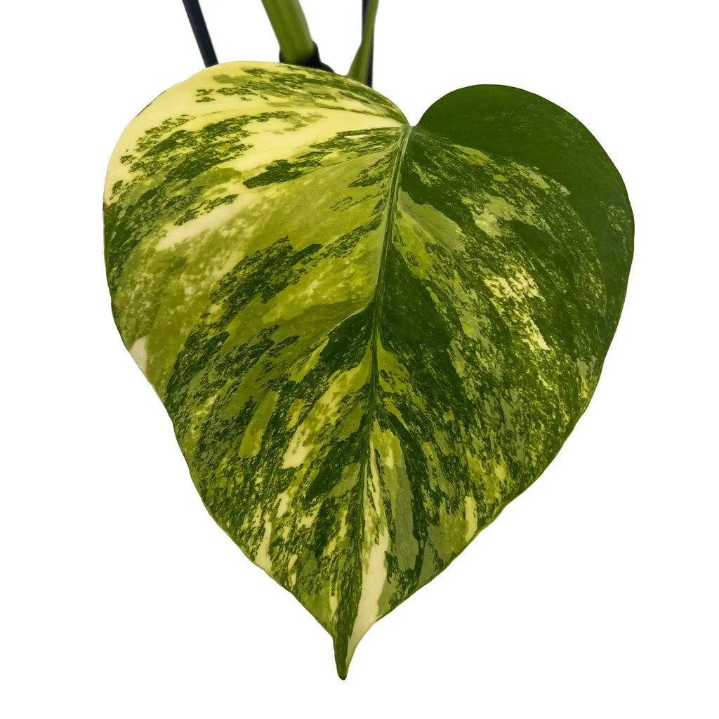 Golden variegated leaf of Monstera deliciosa borsigiana 'Aurea', a rare indoor plant available at Chalet Boutique, Australia.