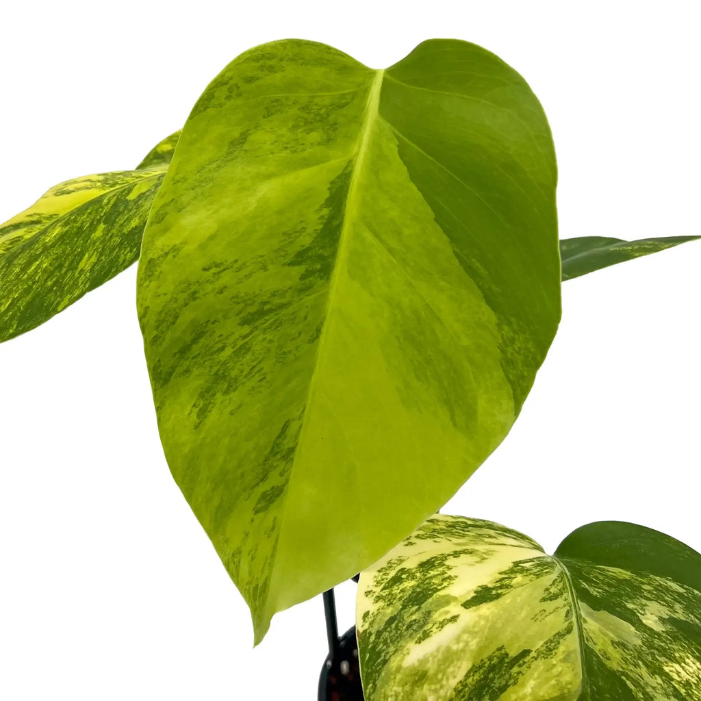 Golden variegated leaves of Monstera deliciosa borsigiana 'Aurea', a unique indoor plant. Chalet Boutique, Australia.