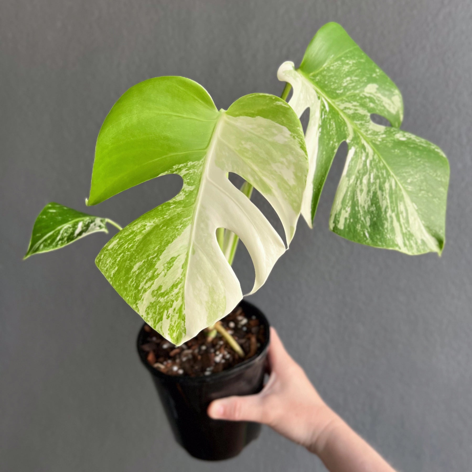 monstera deliciosa hobart Monstera deliciosa Borsigiana Albo