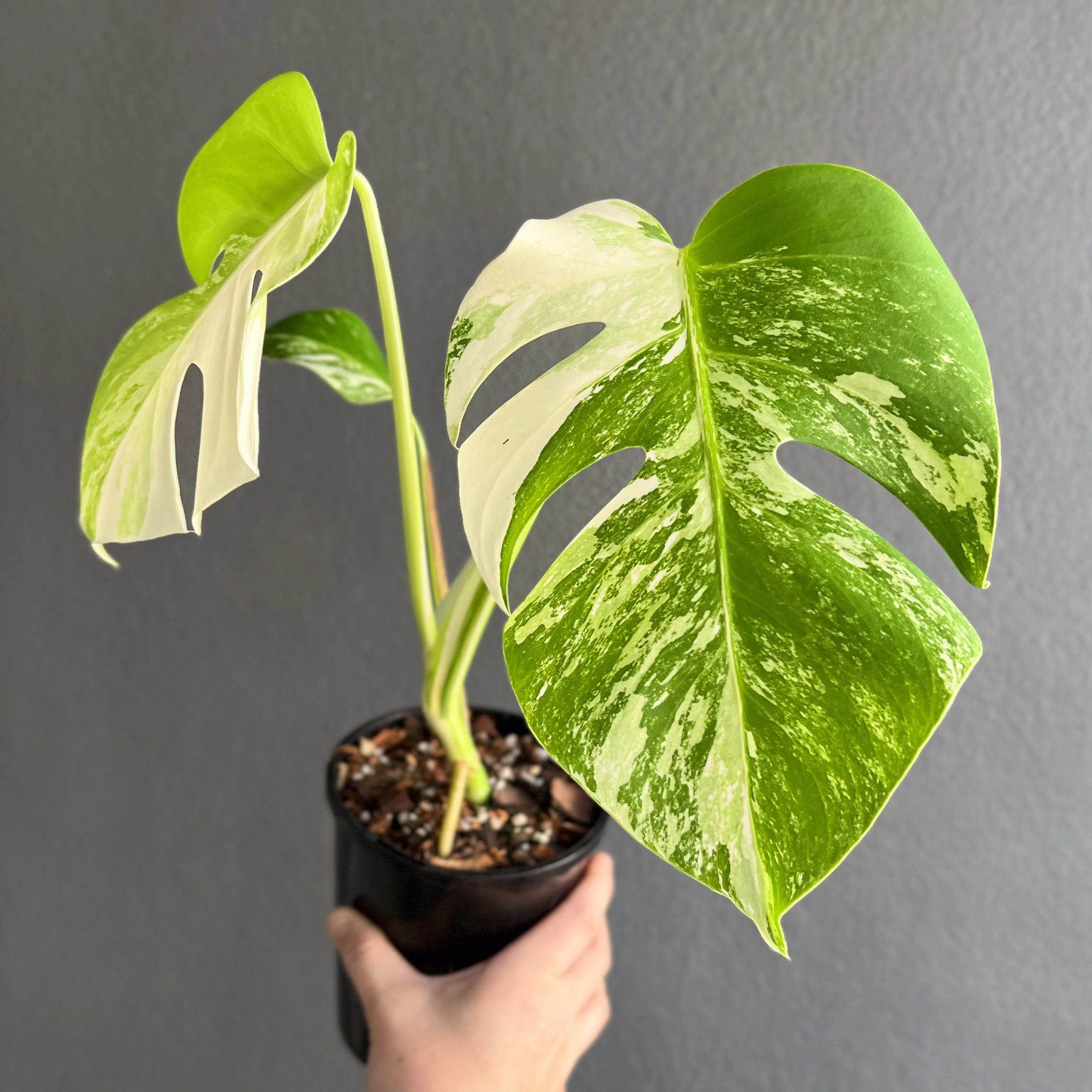 monstera deliciosa albo variegated for sale australia Monstera deliciosa Borsigiana Albo