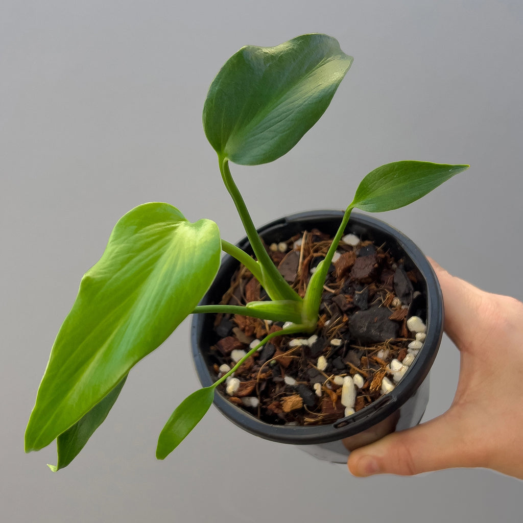 Buy Hoya polyneura 'Splash' - Rare Indoor Plant