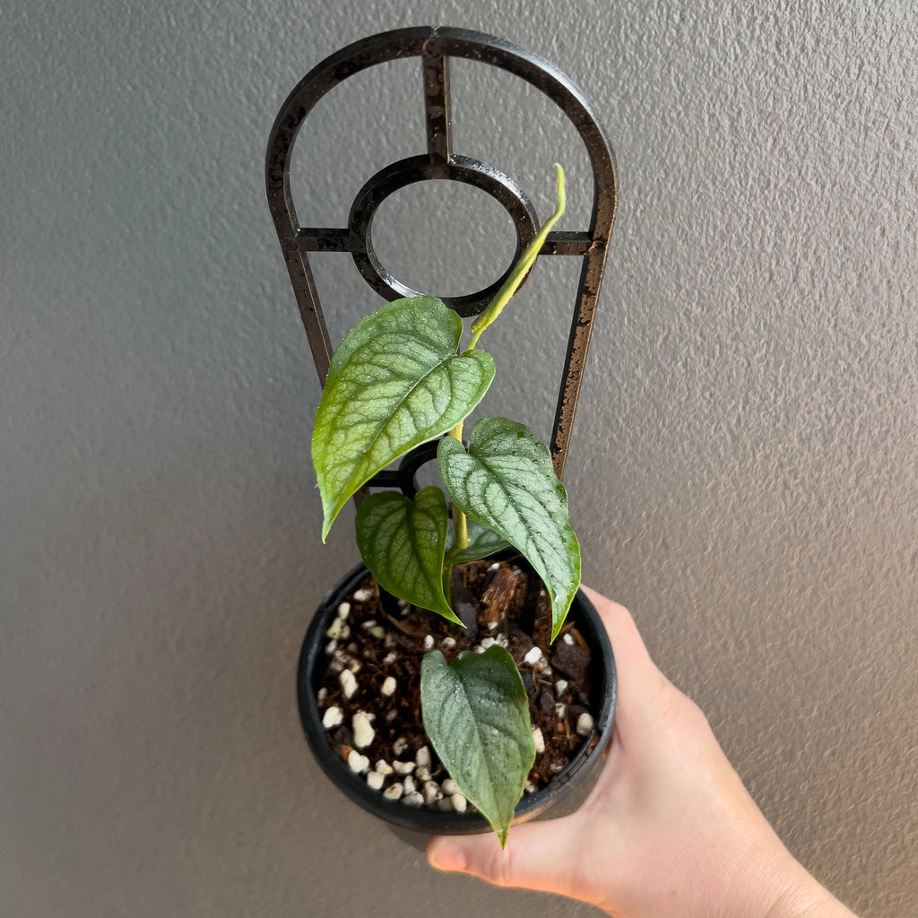 Side view of Monstera siltepecana El Salvador held against a neutral background showing deep venation and silver shimmer.