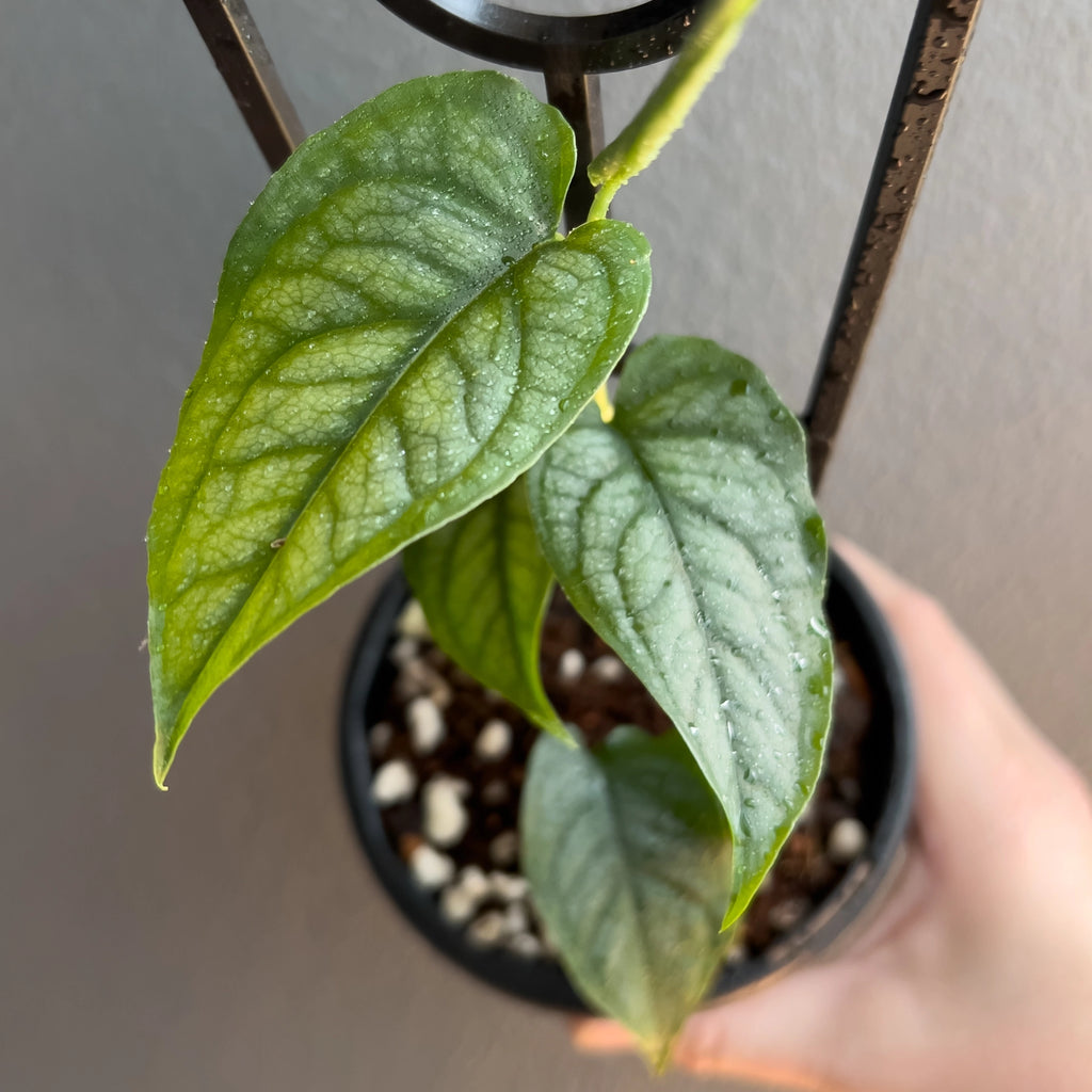 Hand holding a Monstera siltepecana El Salvador showing silver patterned leaves with dark green veins. Rare indoor plant nursery Australia.